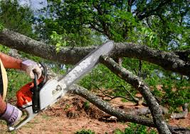 Best Tree Cabling and Bracing  in Schuylerville, NY